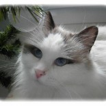 ginger nol - Chatterie Ragdolls du Val de Beauvoir
